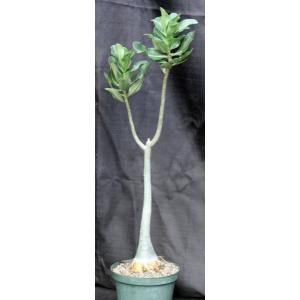 Adenium cv (Nearly Perfect x 993) 10-inch pots