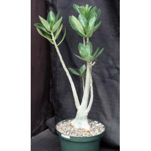 Adenium cv (Nearly Perfect x 993) 8-inch pots