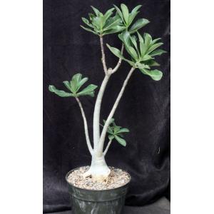 Adenium cv 777 x 927 8-inch pots