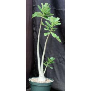Adenium cv 859 x 822 8-inch pots