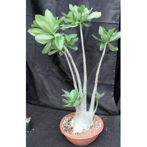 Adenium arabicum (Lemieux Shada form) 15-inch pots