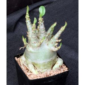 Adenium arabicum ‘compacta’ 5-inch pots