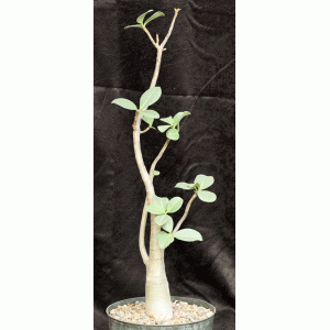 Adenium arabicum cv Fat Guy x self 8-inch pots