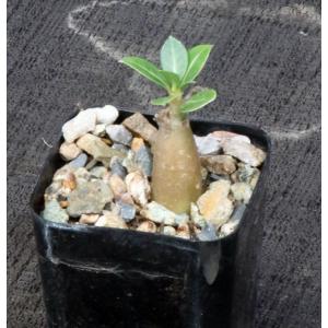 Adenium arabicum cv Hansote Dwarf 2-inch pots