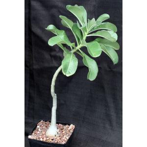 Adenium boehmianum one-gallon pots