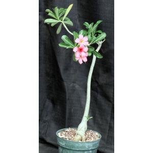 Adenium crispum x obesum 8-inch pots
