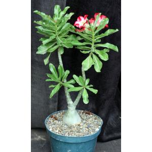 Adenium cv 322 8-inch pots