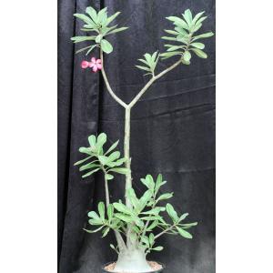 Adenium cv 403 x 973 3-gallon pots