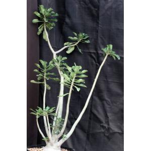 Adenium cv 420 x 993 5-gallon pots