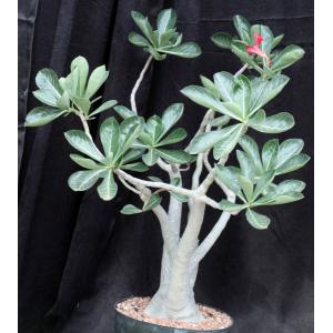 Adenium cv 743 x 532 12-inch pots