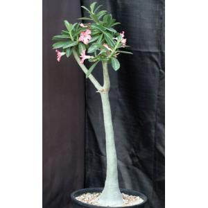 Adenium cv 743 x 532 7-gallon pots