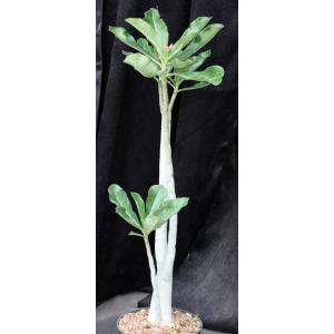 Adenium cv Pink Elephant (MAD 923) 8-inch pots