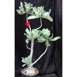 Adenium cv 1000 x 993 5-gallon pots