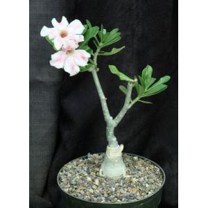Adenium cv 103 8-inch pots