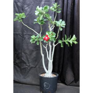 Adenium cv 1116 3-gallon pots