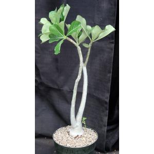 Adenium cv 1121 x AR 8-inch pots