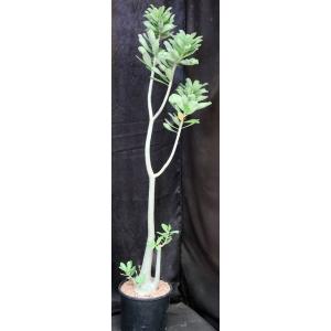 Adenium cv 1195 x 973 3-gallon pots