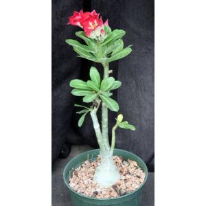 Adenium obesum cv Tropica 164 6-inch pots