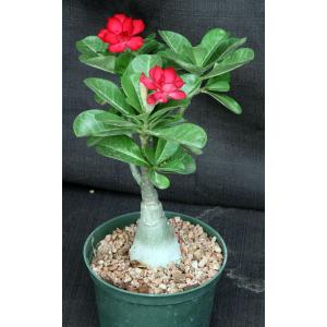 Adenium obesum cv Tropica Double-Red 168 6-inch pots