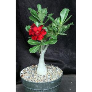 Adenium cv 236 8-inch pots