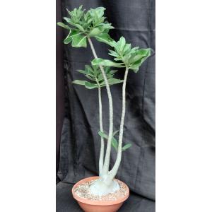 Adenium cv 262 x (927 x 977) 15-inch pots