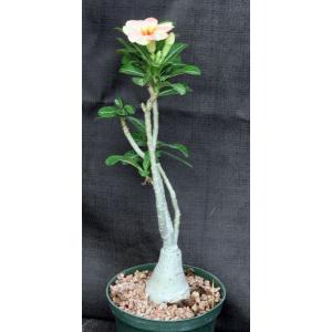 Adenium obesum cv Tropica 302 6-inch pots