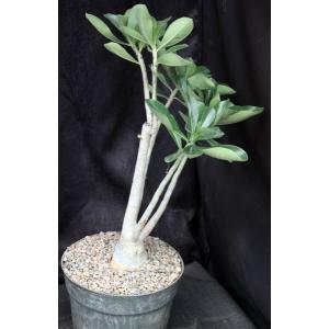 Adenium cv 403 x 993 8-inch pots