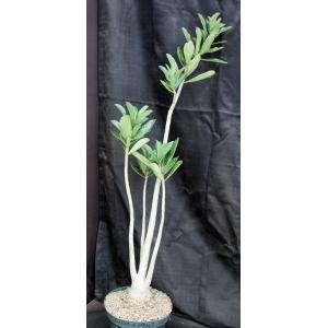 Adenium cv 420 x 1097 8-inch pots