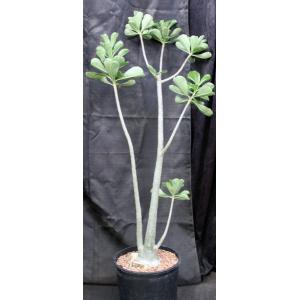 Adenium cv 743 x 543 5-gallon pots