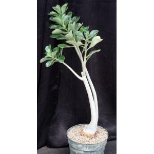 Adenium cv (Nearly Perfect x 1049) 8-inch pots