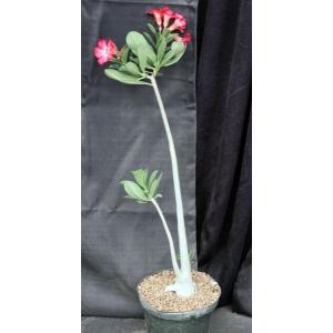 Adenium cv 783 x 743 8-inch pots