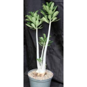 Adenium cv 923 x 743 10-inch pots