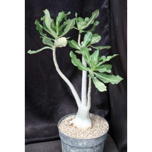 Adenium cv (923 x Nearly Perfect) 8-inch pots