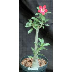 Adenium cv 927 x 871 6-inch pots