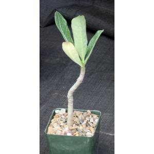 Adenium cv Arabian Ruby x self 4-inch pots
