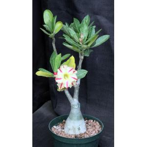 Adenium cv CF-25 6-inch pots