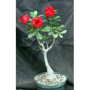 Adenium cv Compact Red 8-inch pots
