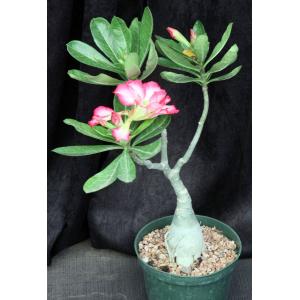 Adenium obesum cv Tropica Exhibition Double-Pink 6-inch pots