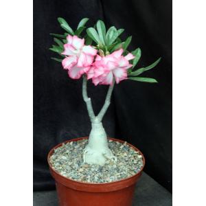 Adenium obesum cv Tropica Exhibition Double Pink 8-inch pots