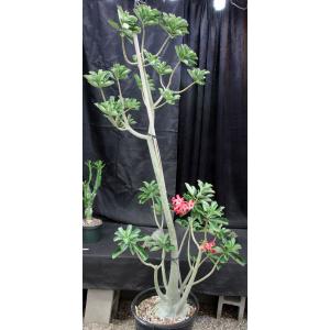 Adenium cv Floriformis (743) x 532 7-gallon pots