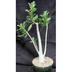 Adenium cv GG x 1049 8-inch pots