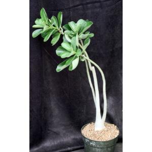 Adenium cv GG x Bouquet 8-inch pots
