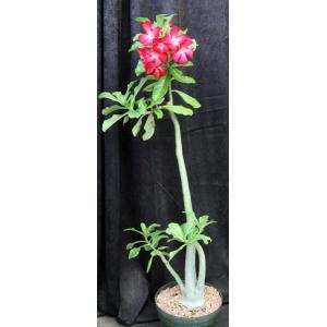Adenium cv Giant Red 12-inch pots