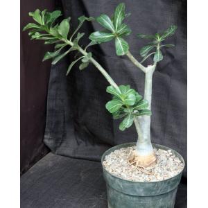 Adenium cv Gr1Gen x 950 8-inch pots