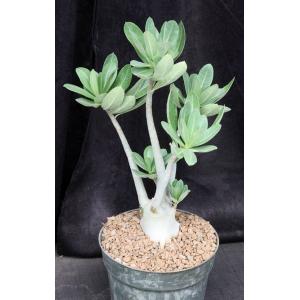 Adenium arabicum (Jabal Soodah, Saudi Arabia) 8-inch pots