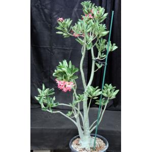 Adenium cv Tetra Splash (1158) 7-gallon pots