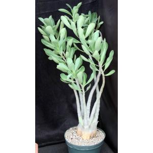 Adenium cv Arabian Ruby x 671 10-inch pots