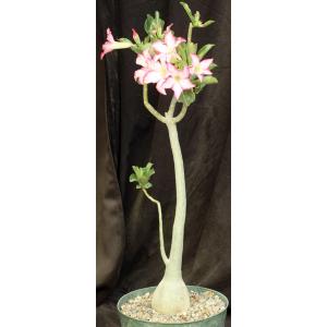 Adenium cv Karla x crispum 8-inch pots