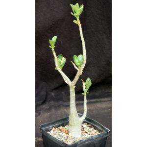 Adenium arabicum cv Golden Crown