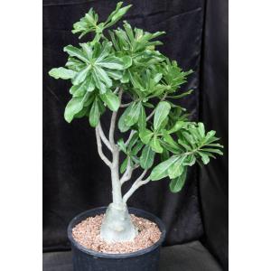 Adenium cv Neptune 5-gallon pots